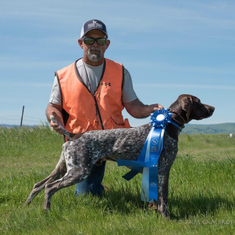 Gun Dog Training: Pointing Dogs – Diamond P Gun Dogs