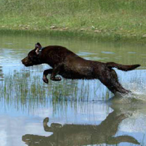 retriever